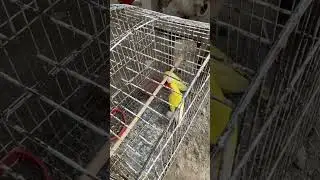 #viralvideo #birds #pkbirdsandanimals #birdspecies #viral #parrot #animalpak #bird #animalpointpk