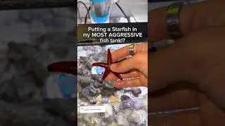 I put a STARFISH into an AGGRESSIVE tank!!
