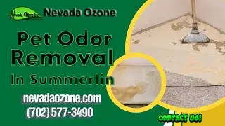 Pet Odor Removal In Summerlin | Nevada Ozone Summerlin
