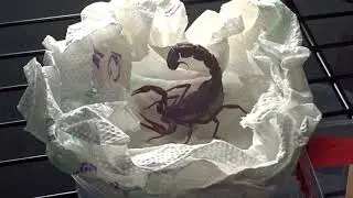 Androctonus crassicauda Shipment w/ Commentary (Sloan, Iowa)