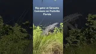 8-foot gator found at the beautiful brand new complex at Sarasota Commons on Fruitville Rd Florida
