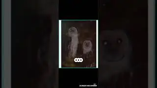 all owls are cute #owl