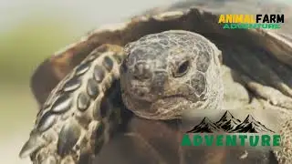 Tortoise Life