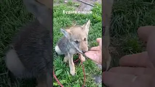 Canadian wolf Attila учиться команде сидеть