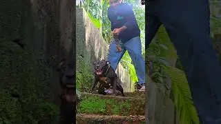 full video👆 #dogchallenge