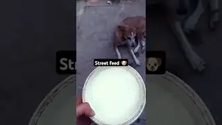 street dog food 🐶 #popular #straydog #ytshorts #cute #streetdog #love #yoytubeshorts #youtube #viral