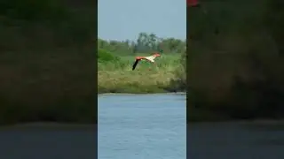 flamingo flying #wildlife#shorts