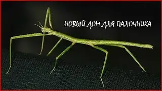 КАК СДЕЛАТЬ ТЕРРАРИУМ ДЛЯ АННАМСКОГО ПАЛОЧНИКА