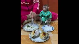 Adorable baby monkey take care plate to mom and eat rice with fish