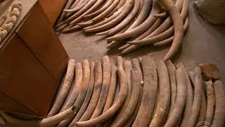 U.S. cracks down on elephant ivory trade