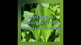 12 Benepisyo sa Ating Kalusugan ng Mustasa