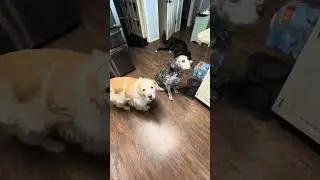 Ждем их киш! #tmndoggos #dogs #dog #dogshorts #dogsofyoutube