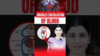 Double Circulation Of Blood #neetbiology #neet2025 #riturattewal #doublecirculation
