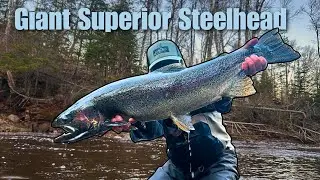 30&rdquo;+ Superior Steelhead on the Fly; Lake Superior Spring Run Steelhead Series.