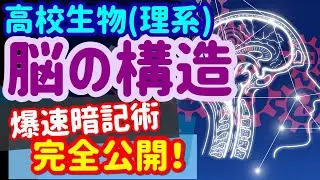 【高校生物 43】神経【脳の構造】を宇宙一わかりやすく