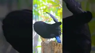 The Legendary Dance Of Victoria's Riflebird  #shorts