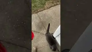 Needy animals