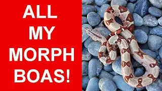 My Entire Boa Constrictor Morph Collection!