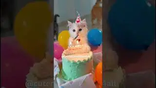 Cat Bday party 🥳 #cat #happybirthday #birthday #shorts  #singer #music#adorable #pets #ai #cute