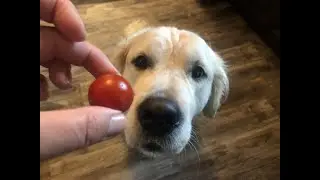 Can Dogs Eat Tomatoes? Healthy or Harmful?