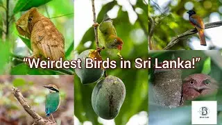 5 Strangest Birds in Sri Lanka You Must See!&rdquo; #nature #wildlife #birds #srilanka