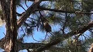 Great Horned Owl perched below a loud Red-shouldered Hawk with Crows🦉🪶 #owl #hawk #crow