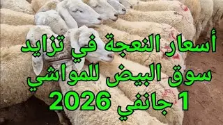 شاهد أسعار النعجة من سوق البيض 1 جانفي 2026