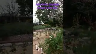 Botanic Gardens in Mount Coot-tha |Australia |Brisbane |Queensland