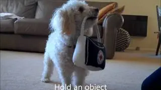 Miniature Poodle Tricks #4