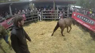 2nd Pony Sale Chagford 2025