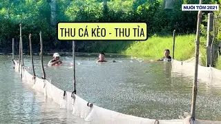 Nuôi Cá Kèo: Phần 3 - Thua tỉa cá kèo lần 1