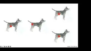 Canine TVT the round enemy what we know about it