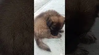 #dog #puppy #cutedog #cover #remix #music #dogbreeds