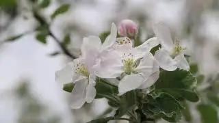 Beautiful Flower Scenery With Relaxing Ambient music