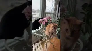 Mary Scholz - rainy day cats