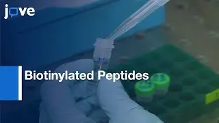 Biotinylated Cell-penetrating Peptides to Study Protein Interactions | Protocol Preview