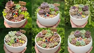 Charming Succulent Garden in a Bowl: DIY Colorful Echeveria & Sedum Arrangement Tutorial