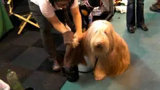 Clean your dog's Paws with Paw Plunger
