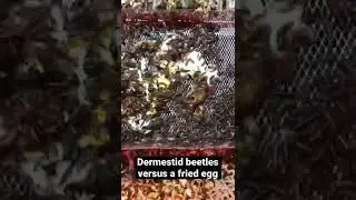Dermestid beetles devour egg