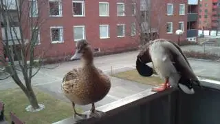 Herr & Fru Gräsand