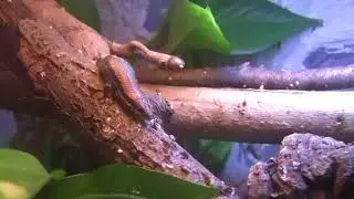 Mabuya macularia