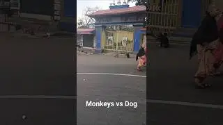 Monkeys V's Dog fight #monkey #fighting #dog #ytshorts #vtviral #animalcomedy