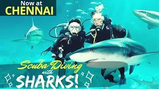 Scuba Diving with SHARKS at Chennai | 4K | VGP Marine Kingdom
