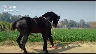 stallion ram