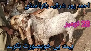 Today fresh latest update Ahmad pur Bakra mandi| 2025 ki Qurbani ka bakra
