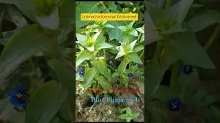 #bluepimpernel #krishnaneel #beautifulherb