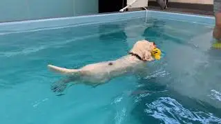 STILO (Spice Twice Sunbeam Stiletto) 3 years old in dog spa