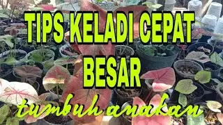 #review  KELADI HYBRID N TIPS BIAR CEPAT BESAR DAN BERANAK