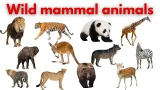 Mammals and Wild Animals | Kids Learning Video | Animal Sounds and Facts | Early Education
