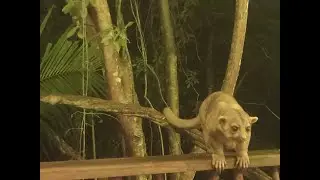 Belize trip part 4: Sweet Songs Jungle Lodge